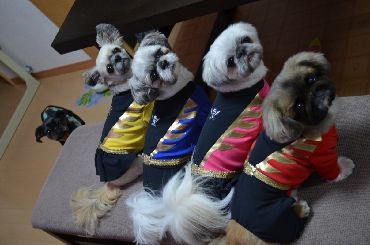 オーダー犬服。わんこ戦隊ゴーカイジャーだじょ！！: 犬服手作りdiary