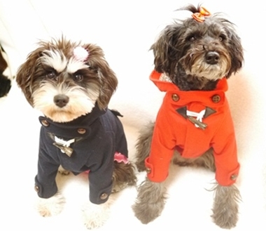 シュナウザーとトイプーのオーダー犬服 ダッフルコートとｐコートだじょ 犬服手作りdiary Pon S Mom